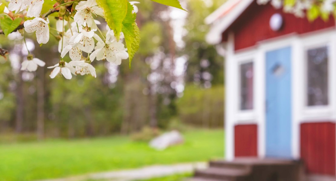 En röd stuga och i förgrunden ett blommande fruktträd.
