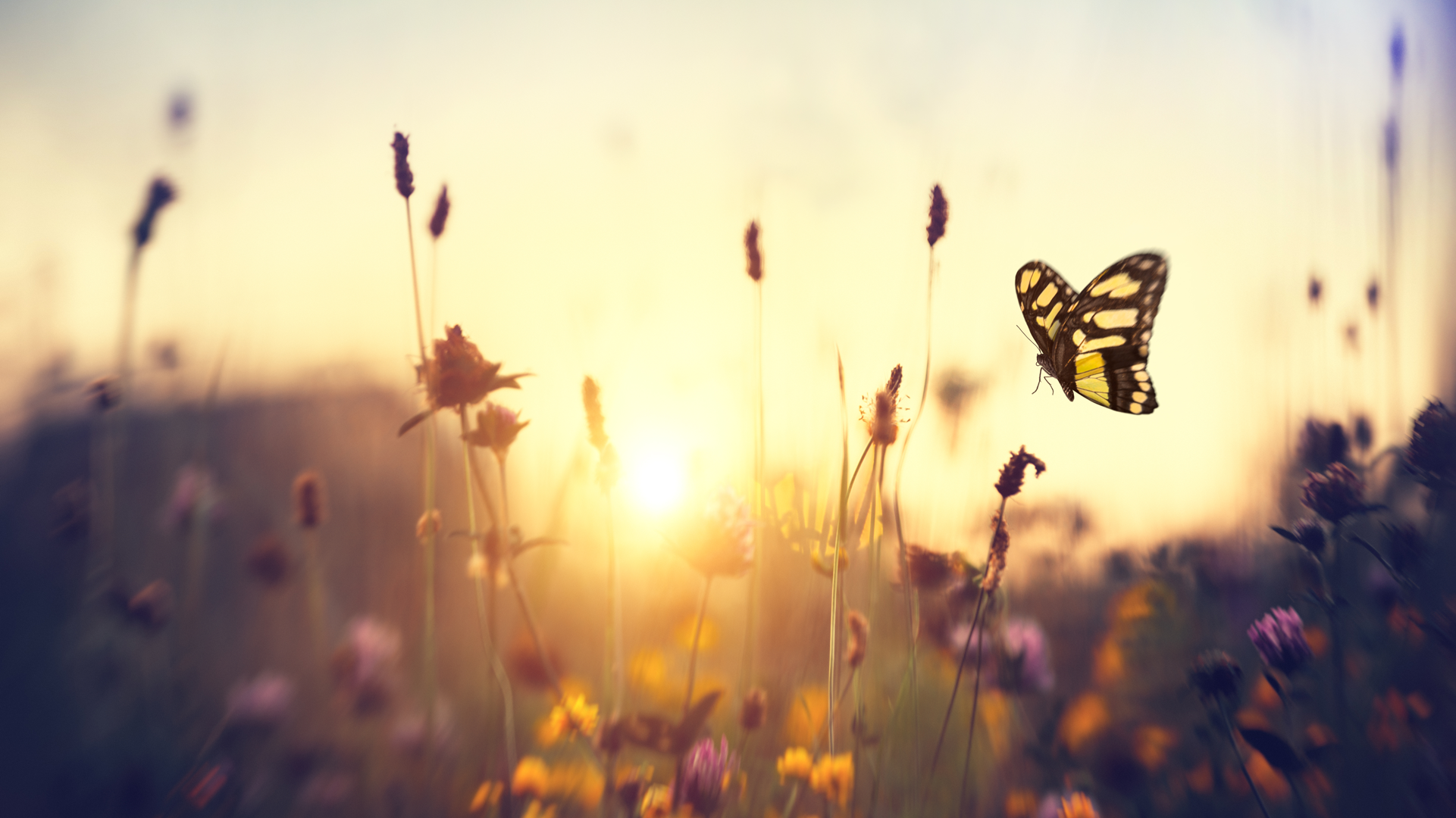 Sommar-1921x1080.png